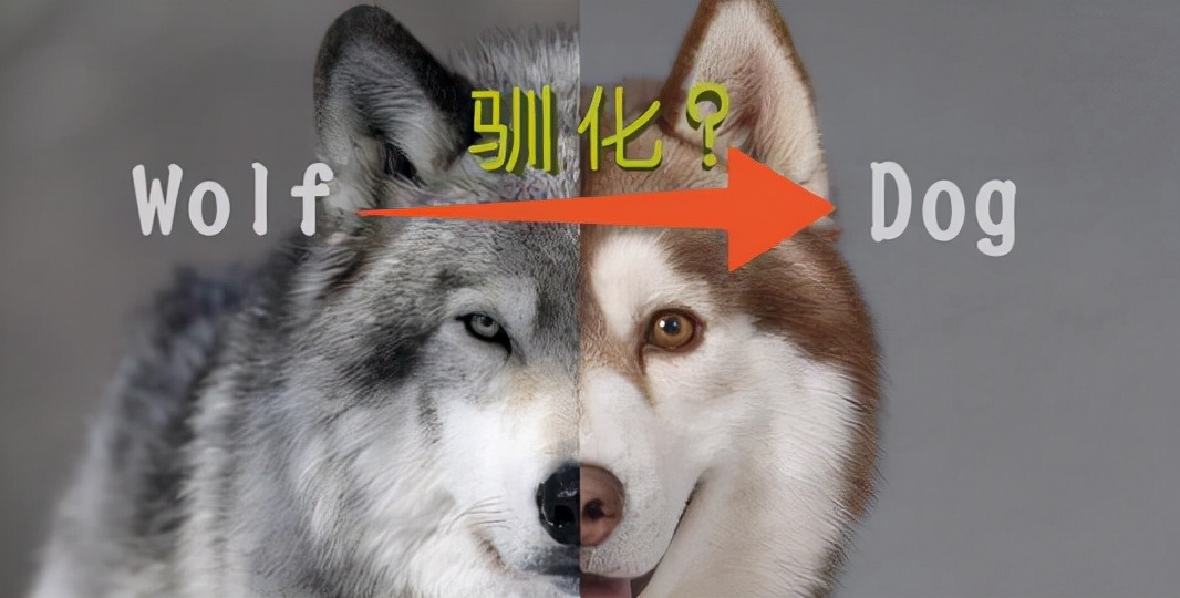 为什么狗会亲近女生,为什么狗也会交朋友