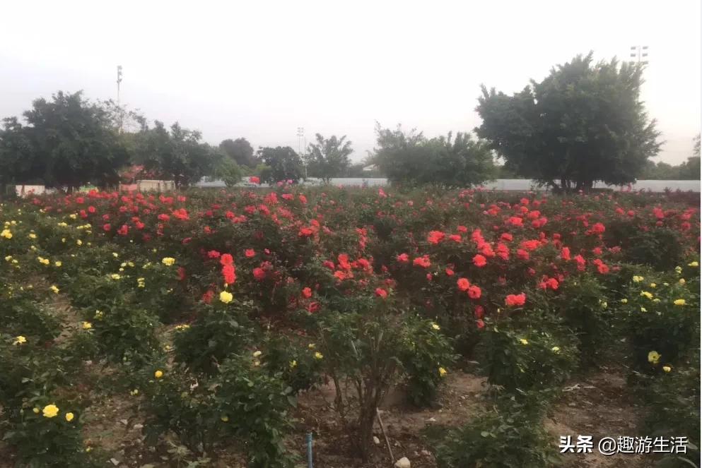 从化度假山庄,夫九珑度假山庄