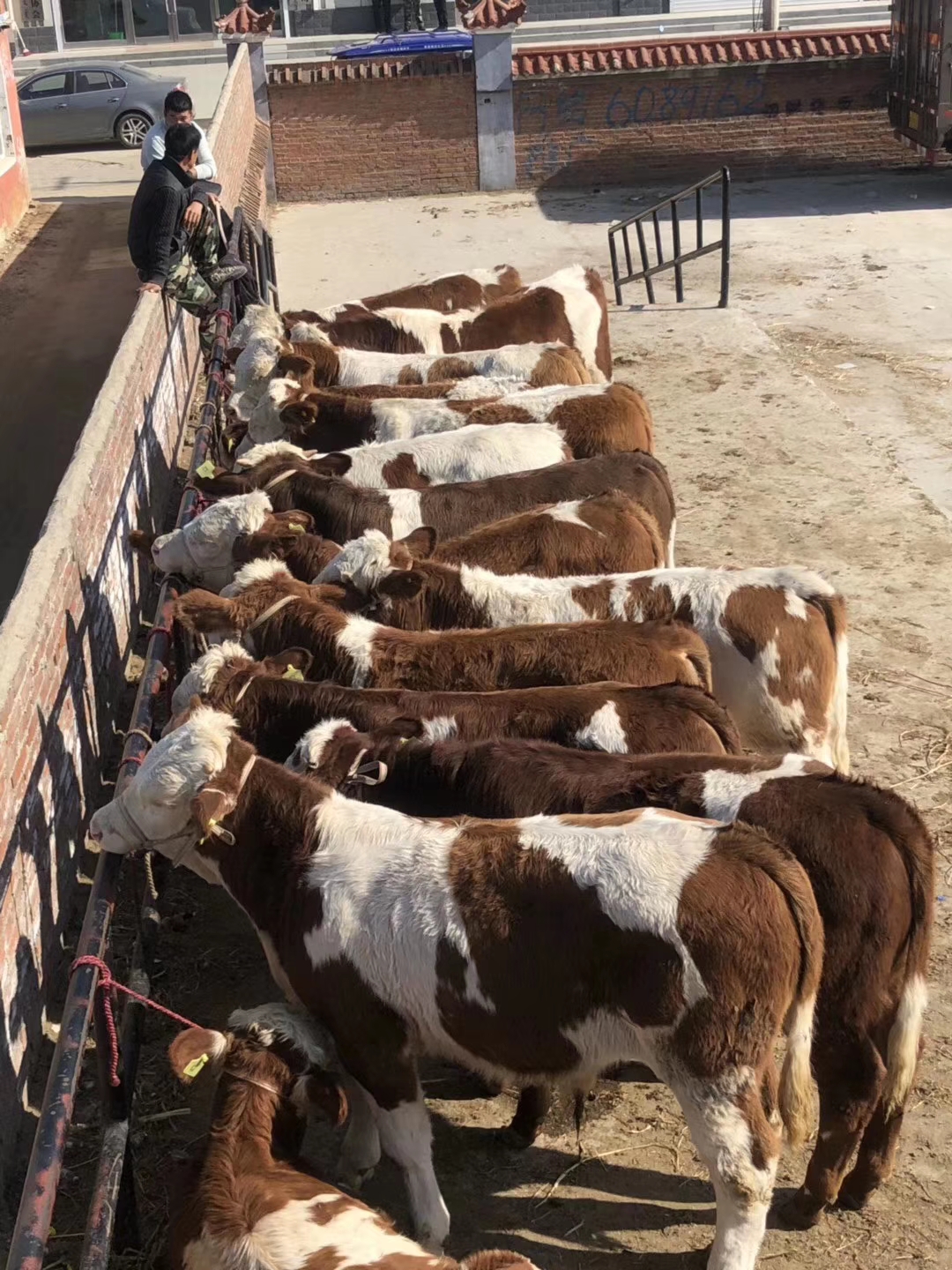 今年小牛价格为什么这么便宜,今年小牛价格是多少