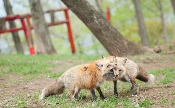 日本这只丧脸小狐狸霸占热搜，吃不到东西的委屈样萌化网友