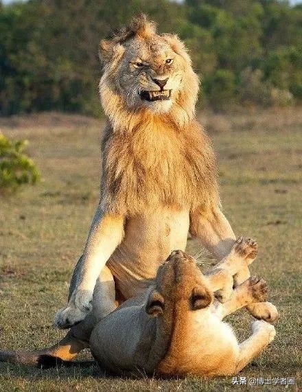 母狮一天发情40次，还追着公狮咬蛋蛋？根本不是这样啊....
