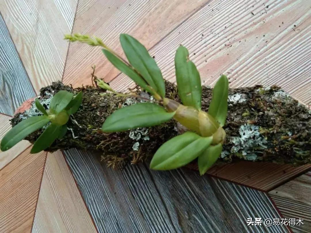 石斛分类小知识,石斛多少种哪一种比较好