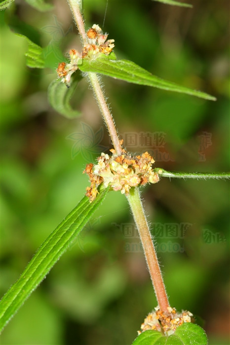 糯米团子好消化吗,糯米团有肝火能吃吗