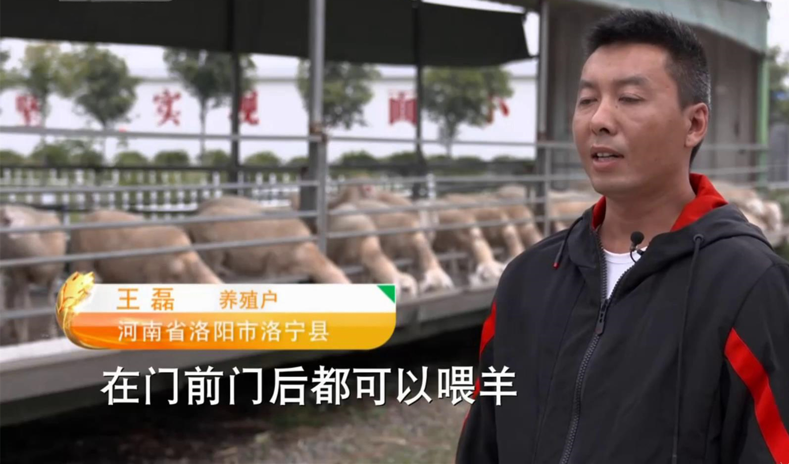 农村在家创业小型养殖可以吗,农村小投资养个10头羊能挣钱不