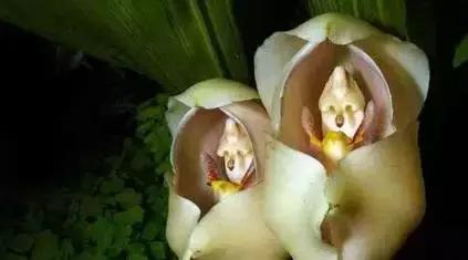 五种最具欣赏价值的兰花,欣赏史上最全的兰花