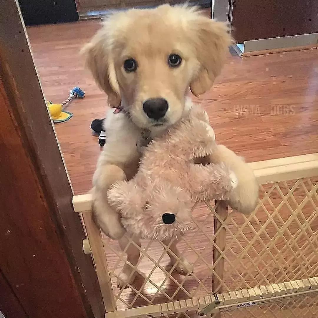 狗狗适合什么玩具及如何和它玩耍,养宠物狗给它准备什么