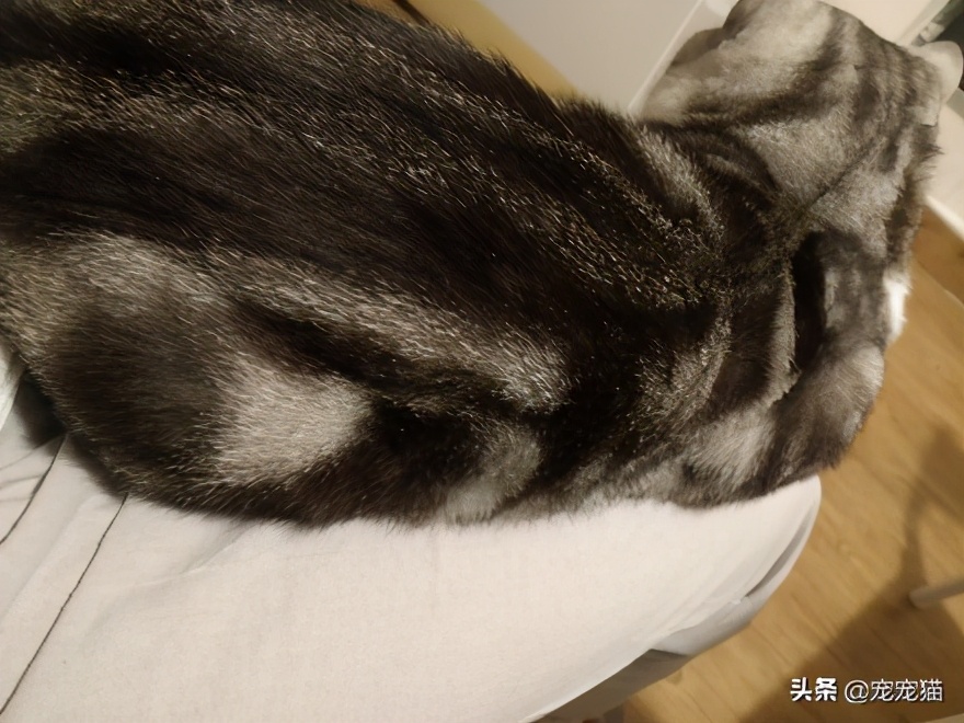 美短猫猫粮推荐,美短跟英短有什么区别