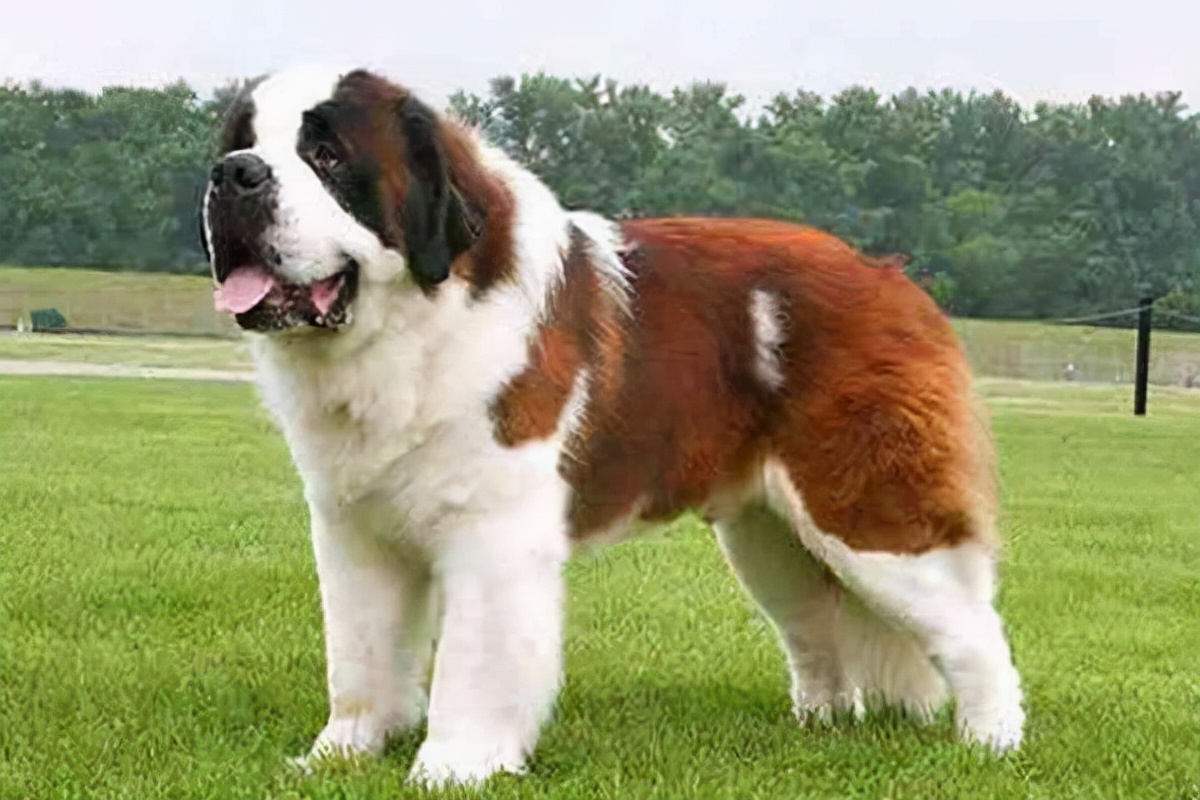 狗狗买什么品种最合适,怎么给狗狗选择宠物狗品种