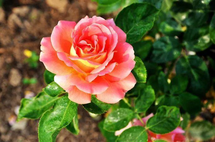 看过才明白为什么牡丹是国花,为什么有人说中国国花是牡丹