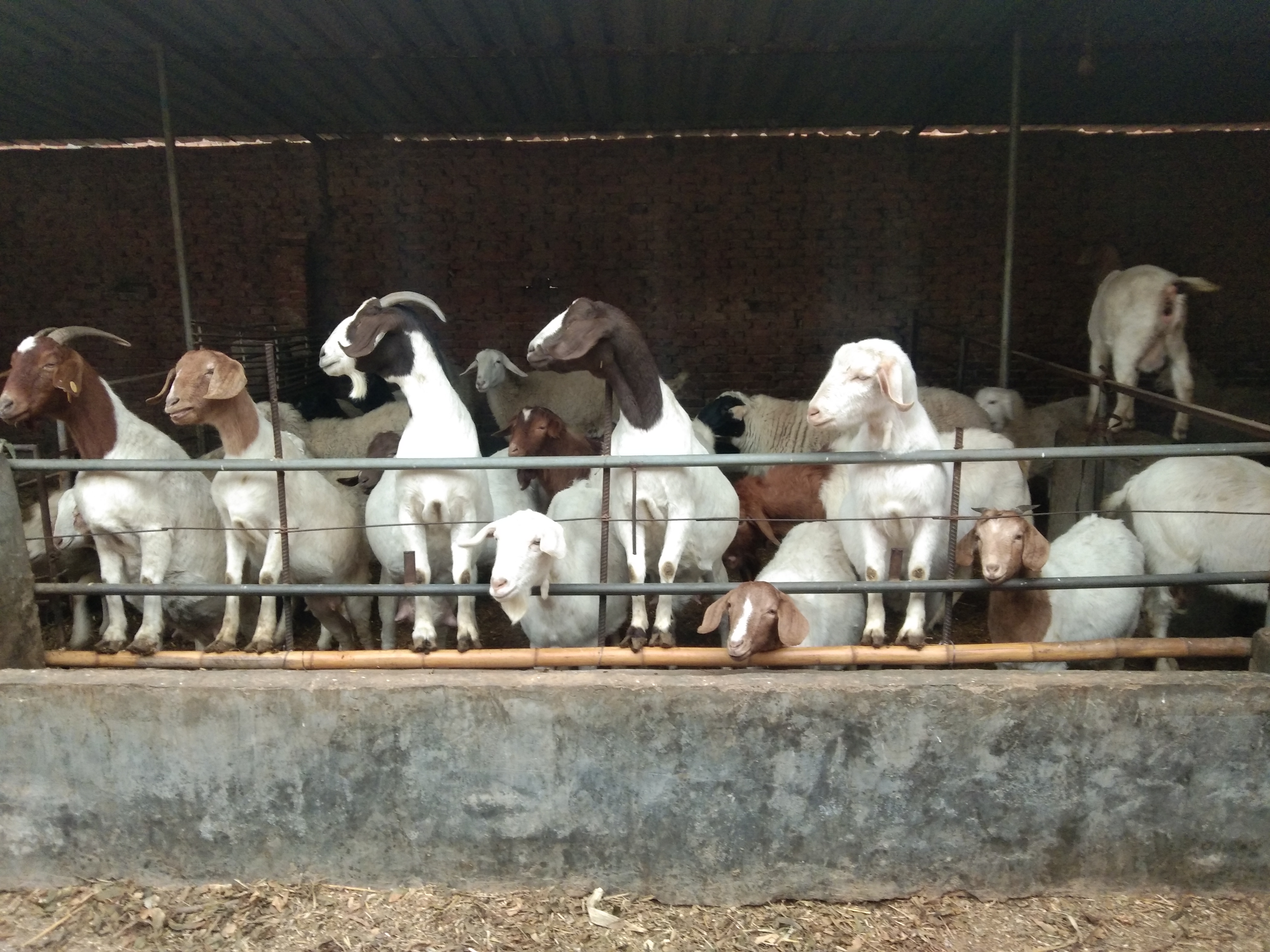 母羊不发情的几种人为因素，这样的情况完全可以避免