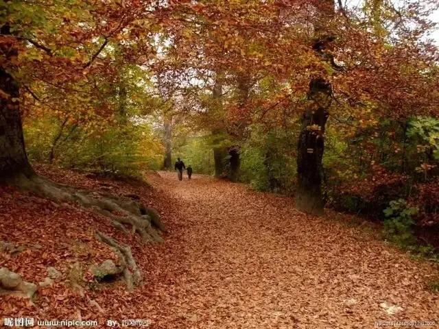 秋天记忆中的落叶,落叶的记忆