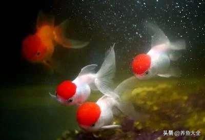 怎样建立观赏鱼的硝化细菌,养小型观赏鱼需要硝化细菌吗