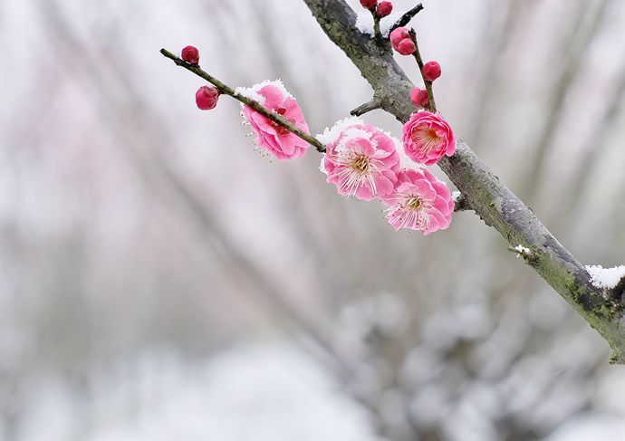 秋韵温柔岁月，冬情惊艳时光