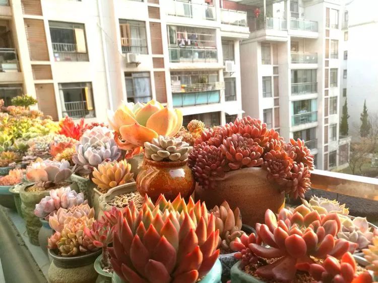 冬日暖阳邂逅最美的多肉,冬日暖阳和多肉暖了我的心