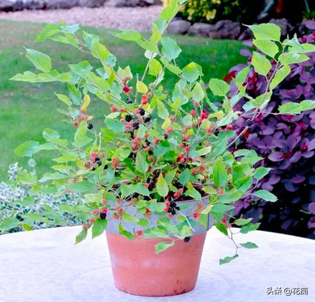 桑树怎么养成盆景,家里养不住植物是不是风水不好