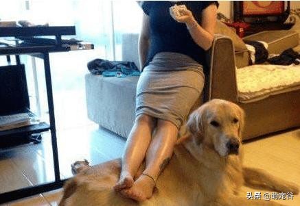 金毛胎动,金毛贴着怀孕肚子听胎动