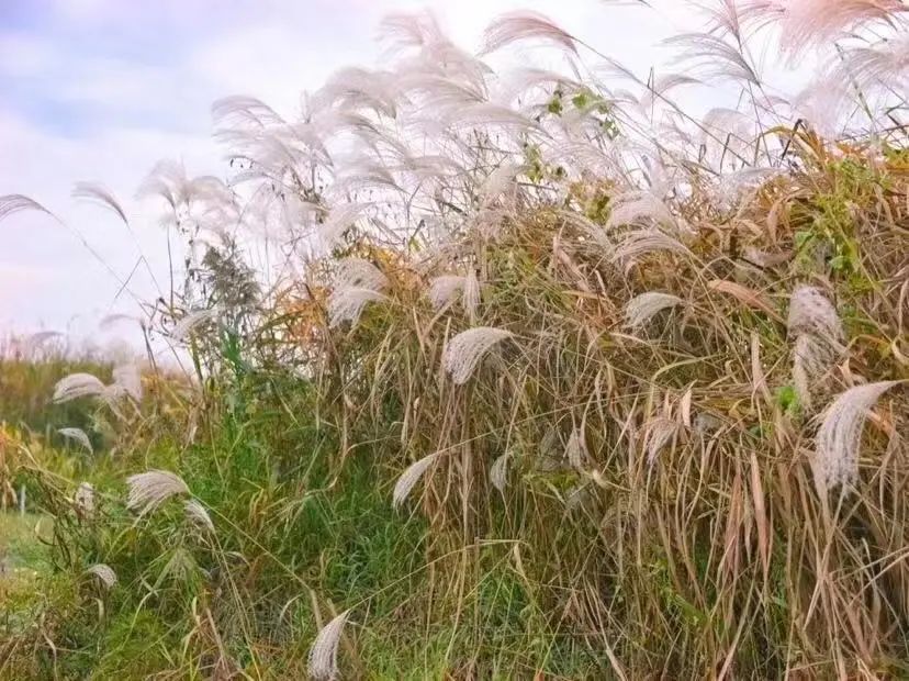 漫天香氛醉人~杭州的秋天从不让人失望!13个地方,秒出大片