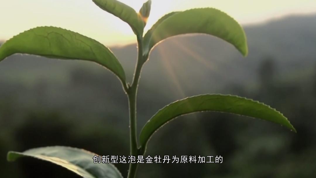 坦洋工夫红茶与普通红茶的区别,岩茶和坦洋工夫红茶的当家品种