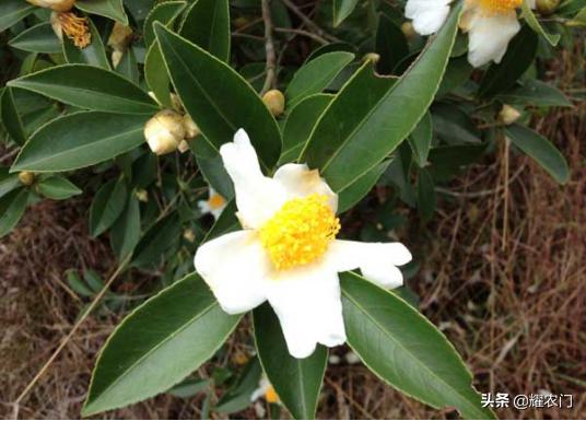 花香味茶叶怎样做出来,茶叶的种植技巧和方法