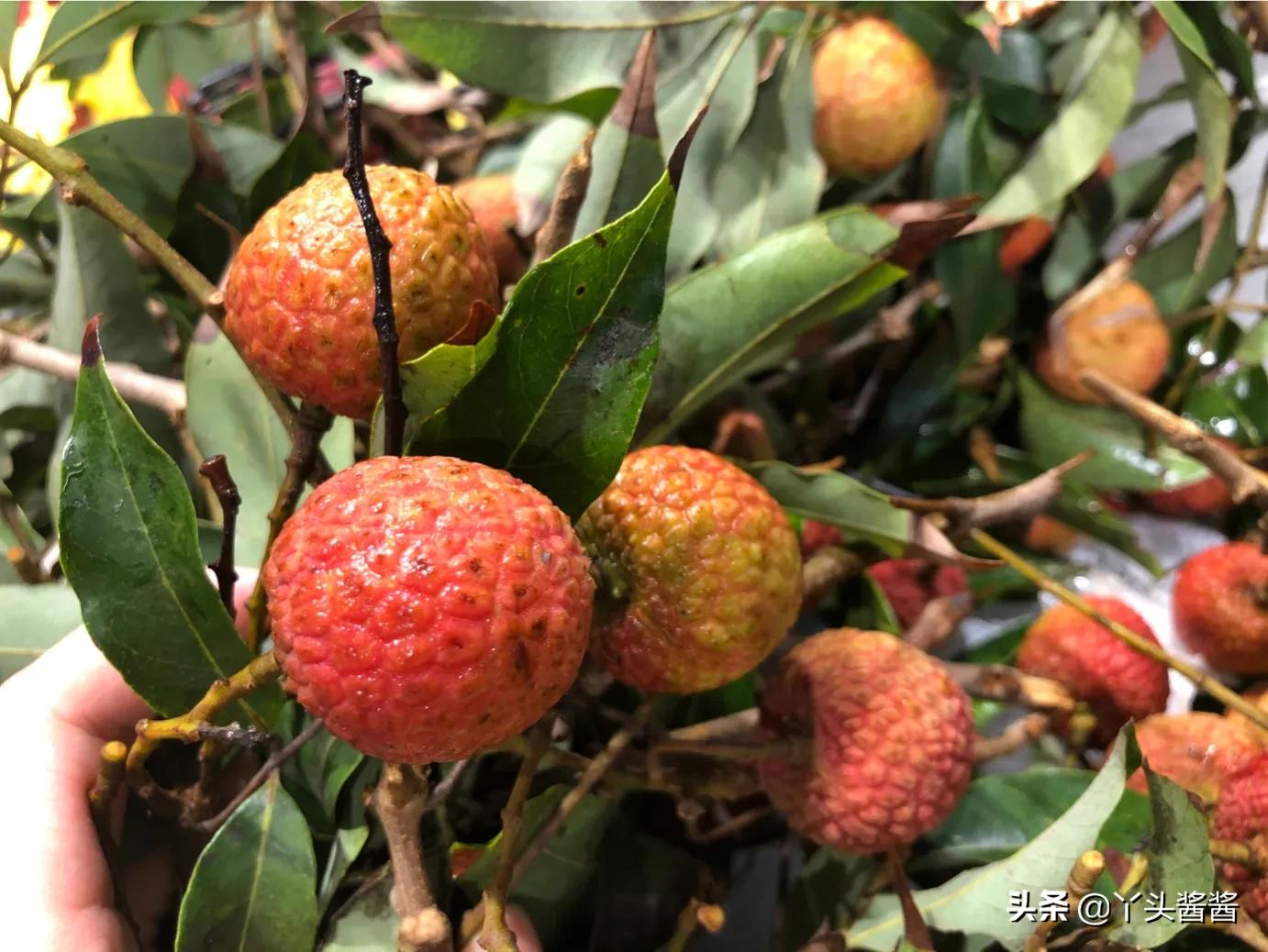 明天小满6种当季水果清凉又美味,小满节气吃什么水果蔬菜最好