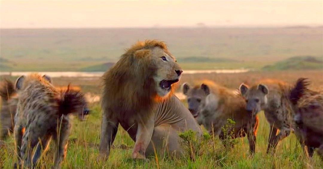 多少只斑鬣狗能战胜雄狮,一头雄狮一次可以咬死多少只鬣狗