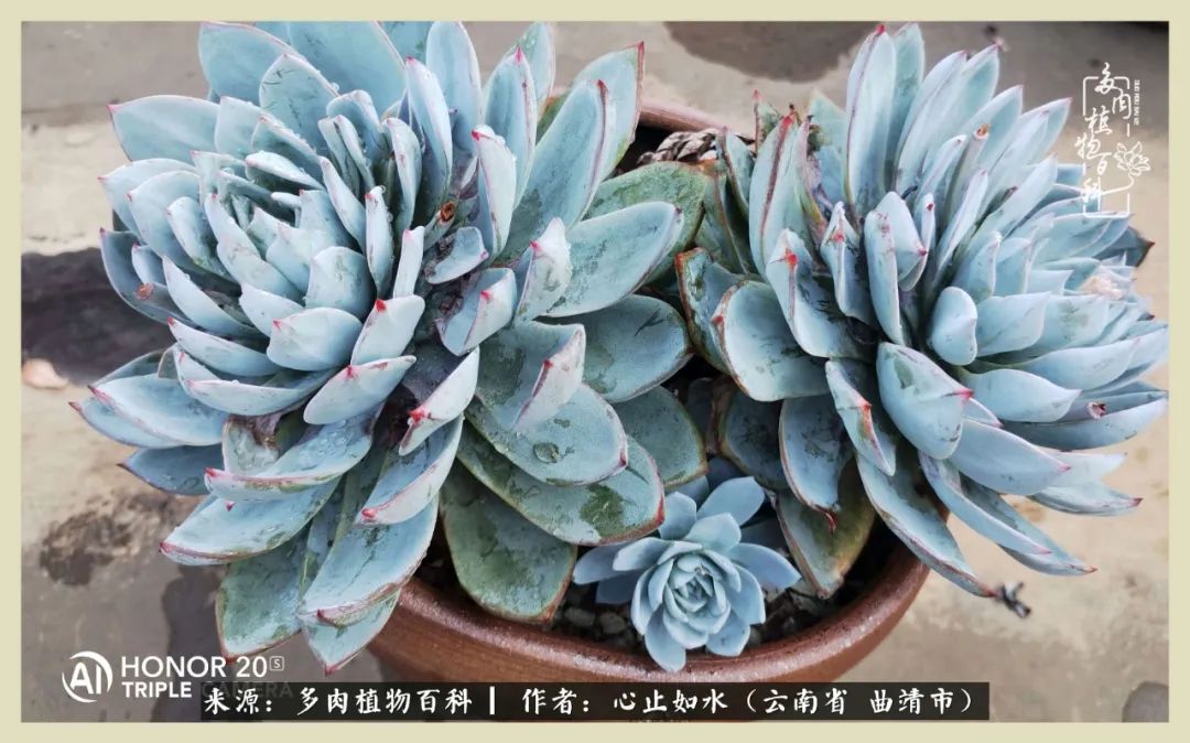 感谢陪伴感恩所有的遇见,让每个人都能感受到多肉的美好