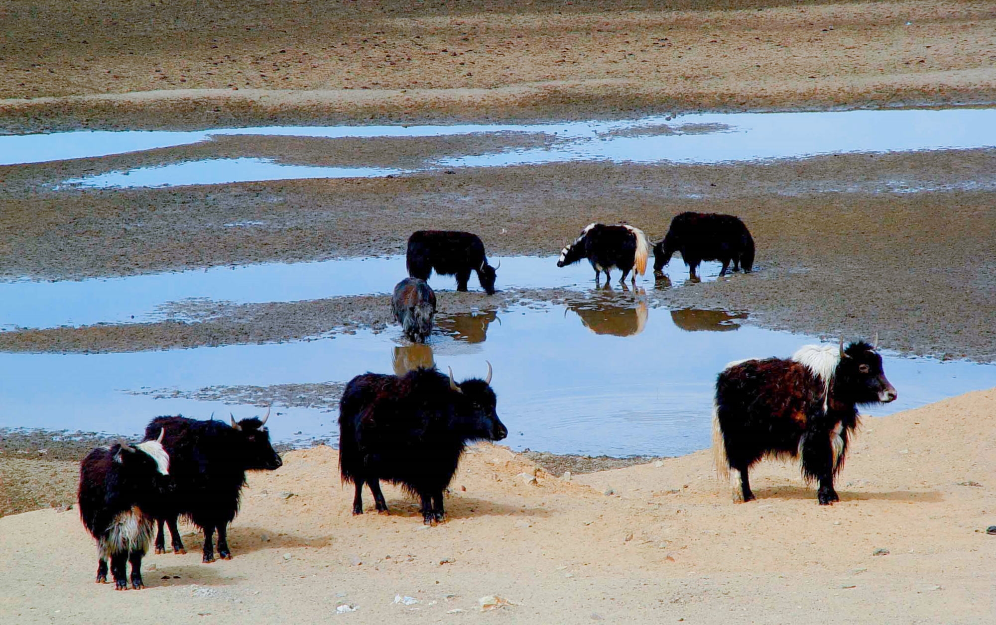 藏区房子价格,西藏老百姓的房子盖一下要多少钱
