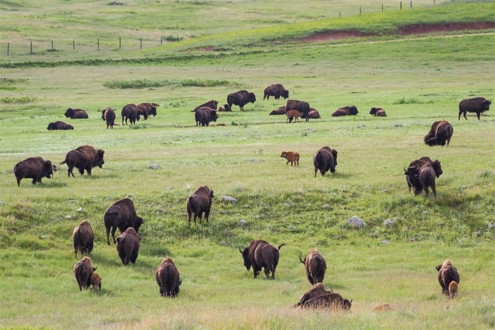美洲野牛最大体重,美洲野牛巨大的体型
