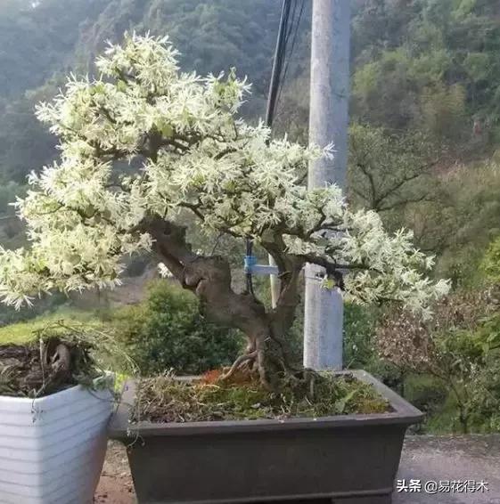 白檵木盆景图片欣赏,异形白花檵木盆景