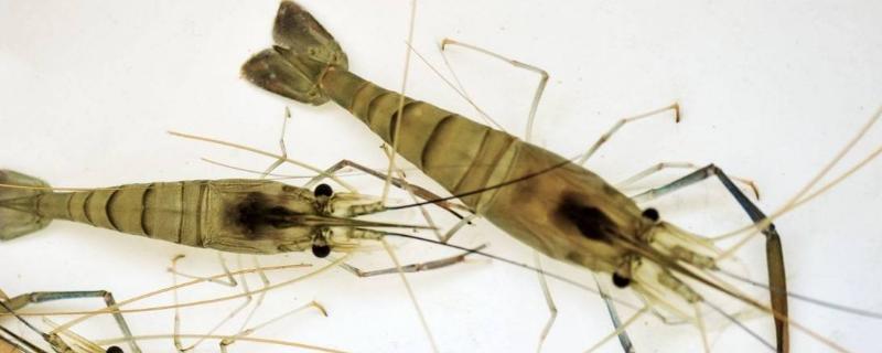 虾塘猪粪能肥水吗如何肥水,虾塘用什么肥水是最好的