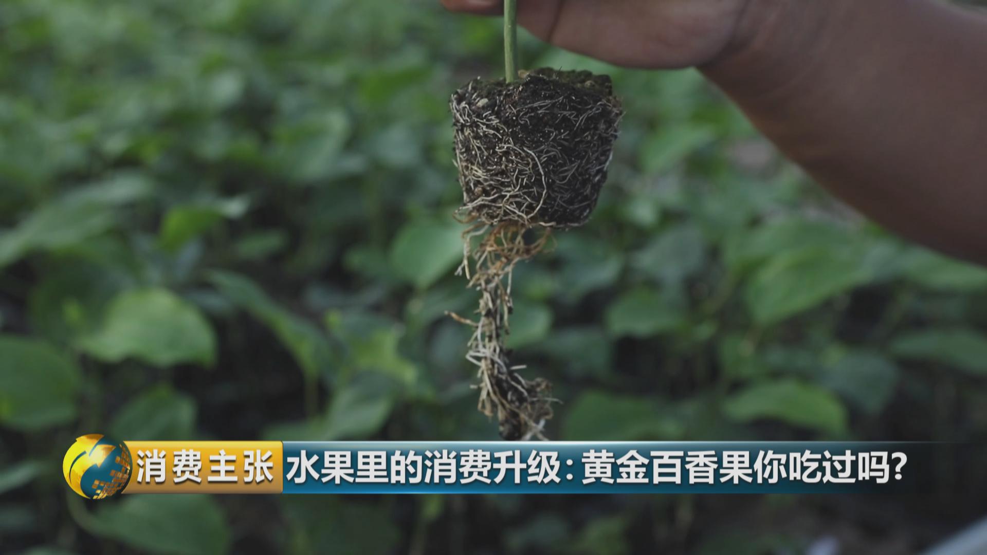 黄金百香果口感和普通百香果有何区别？