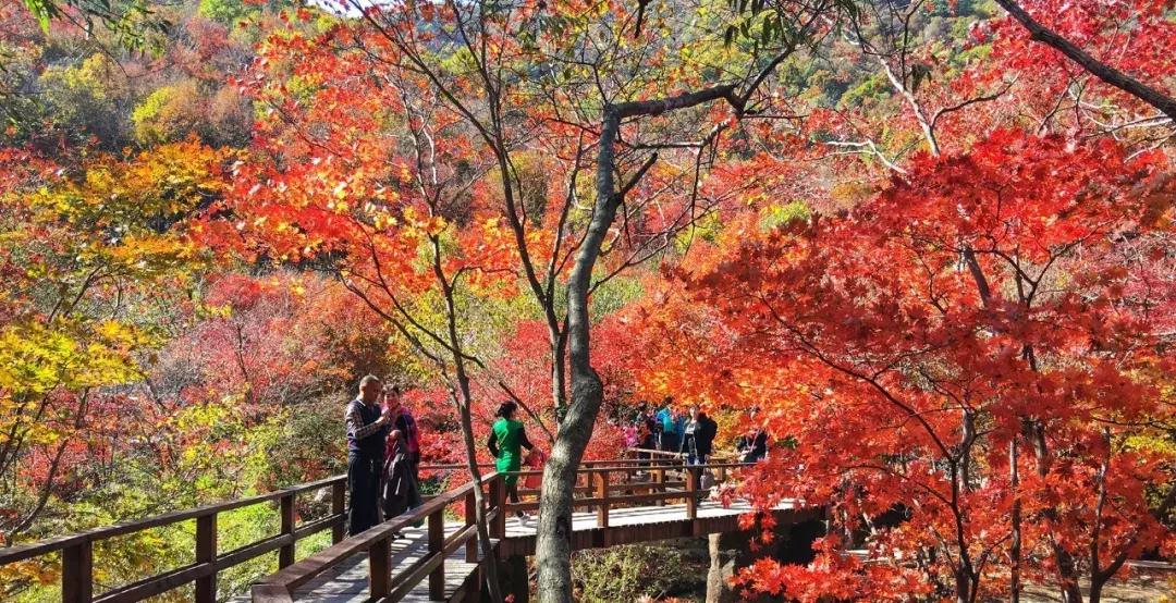 秋天来本溪赏枫叶,醉美枫叶季