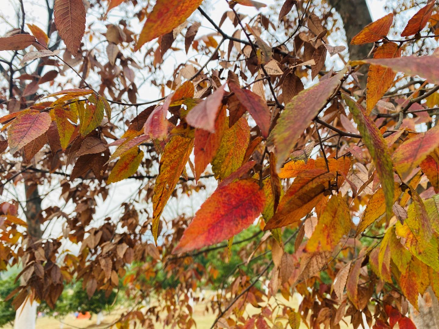 南京可以露营的公园,打卡南京旅游的景点