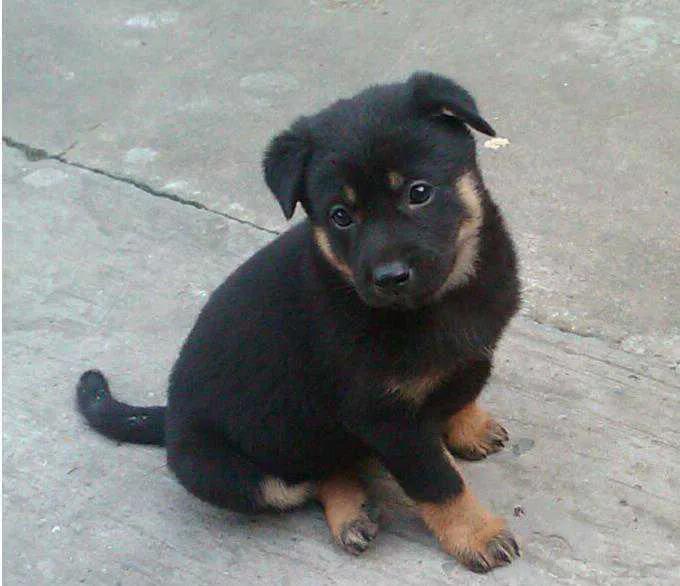 狗狗没有朋友怎么办,狗狗没有食物怎么处理