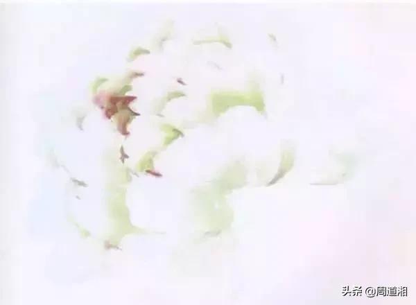 九种牡丹调色法,牡丹九大色系图片大全