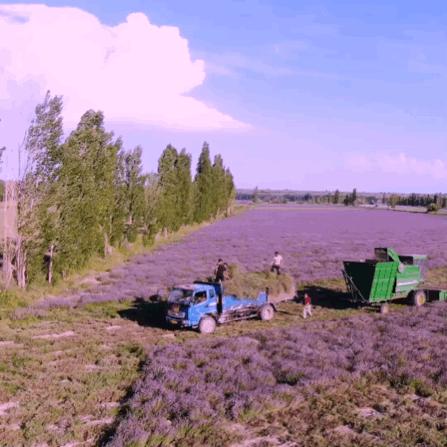 东方普罗旺斯薰衣草,伊犁的薰衣草哪个最大