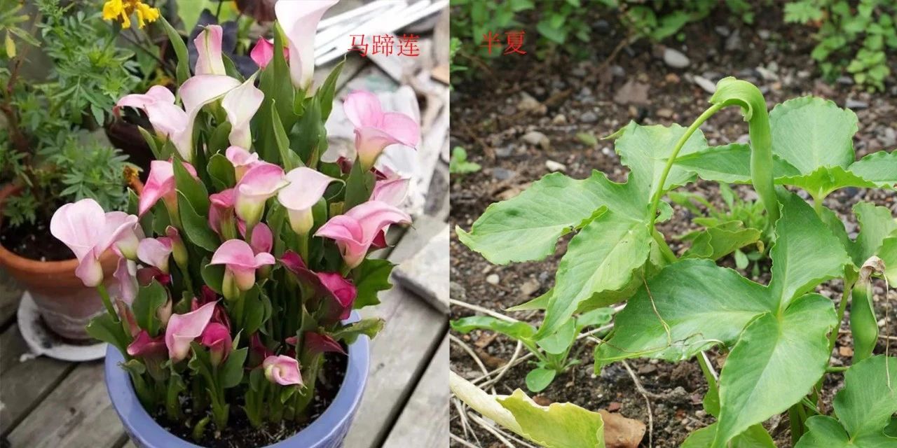 马蹄莲种球选择技巧及其种植方法,马蹄莲的种球种植方法和注意事项