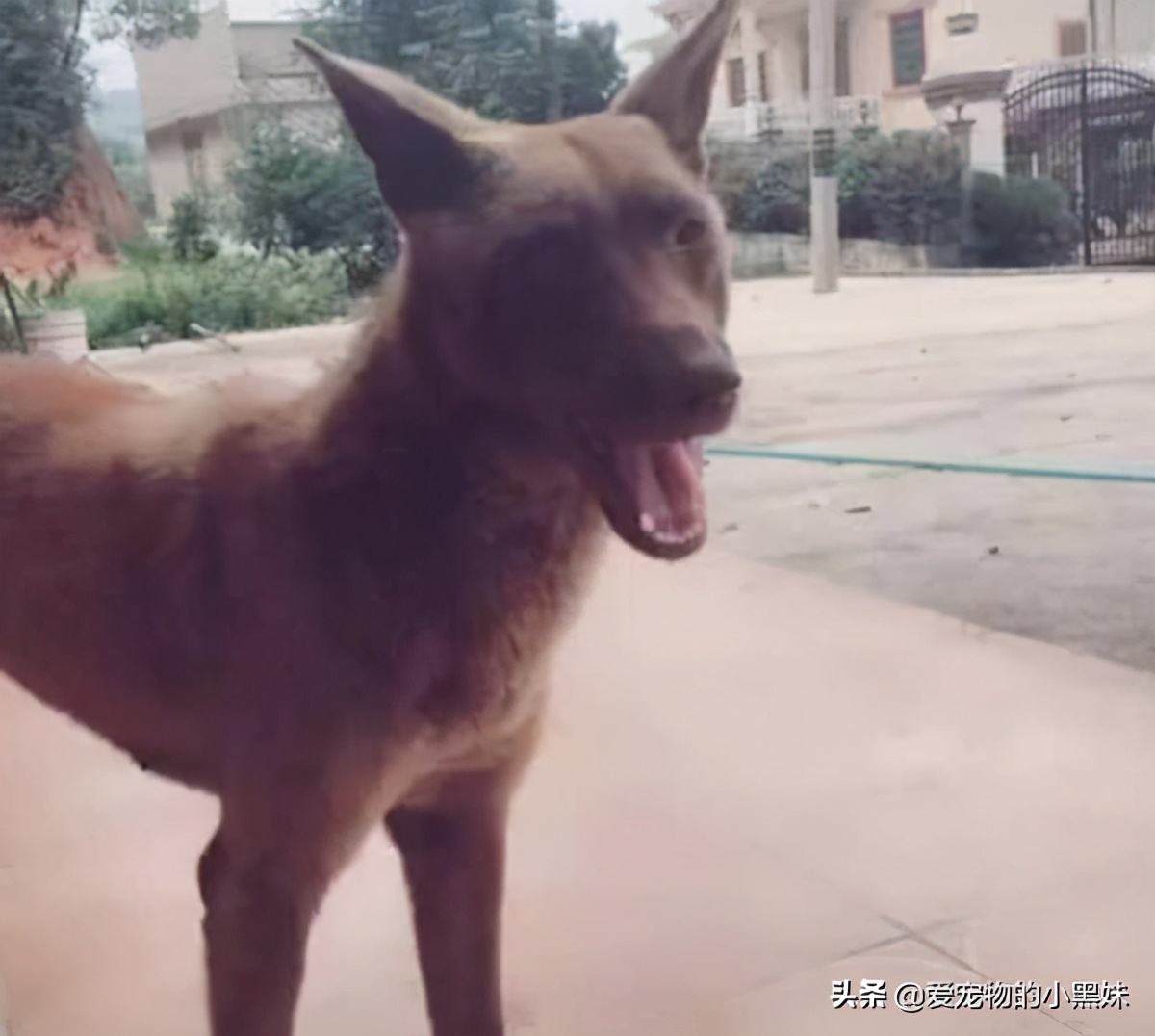 网购哈士奇当天到货,在网上购买哈士奇纯种的视频