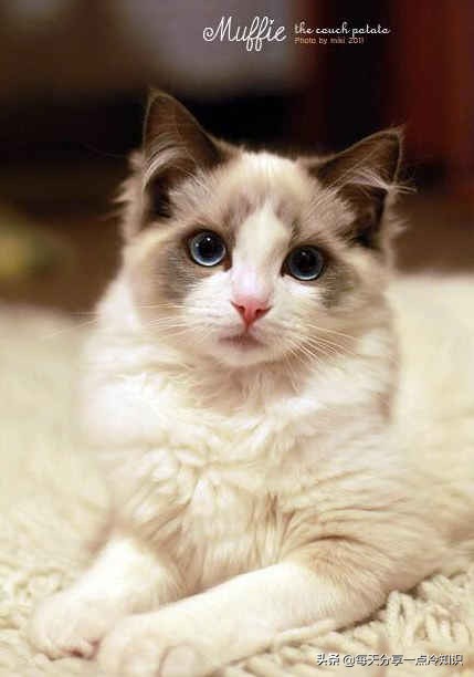 世界上最有名的12只猫咪,世界上十大最可爱的猫咪排名