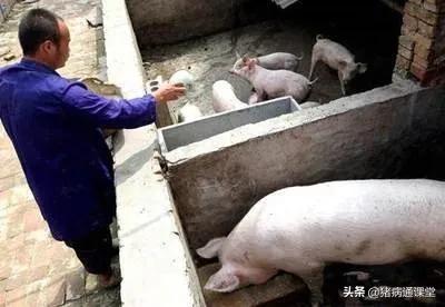 排除热应激，夏季母猪流产需注意