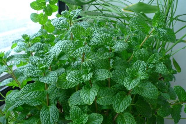 冬天薄荷出现干枯的黄叶怎么办,薄荷蔫了并有少许黄叶怎么补救