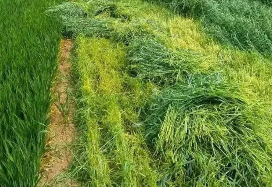 秋季种植牧草黑麦草,黑麦草种植效益