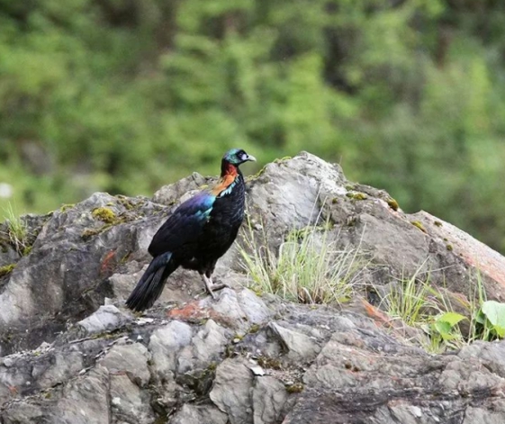 我国一级保护动物大盘点,中国只有一只的一级保护动物