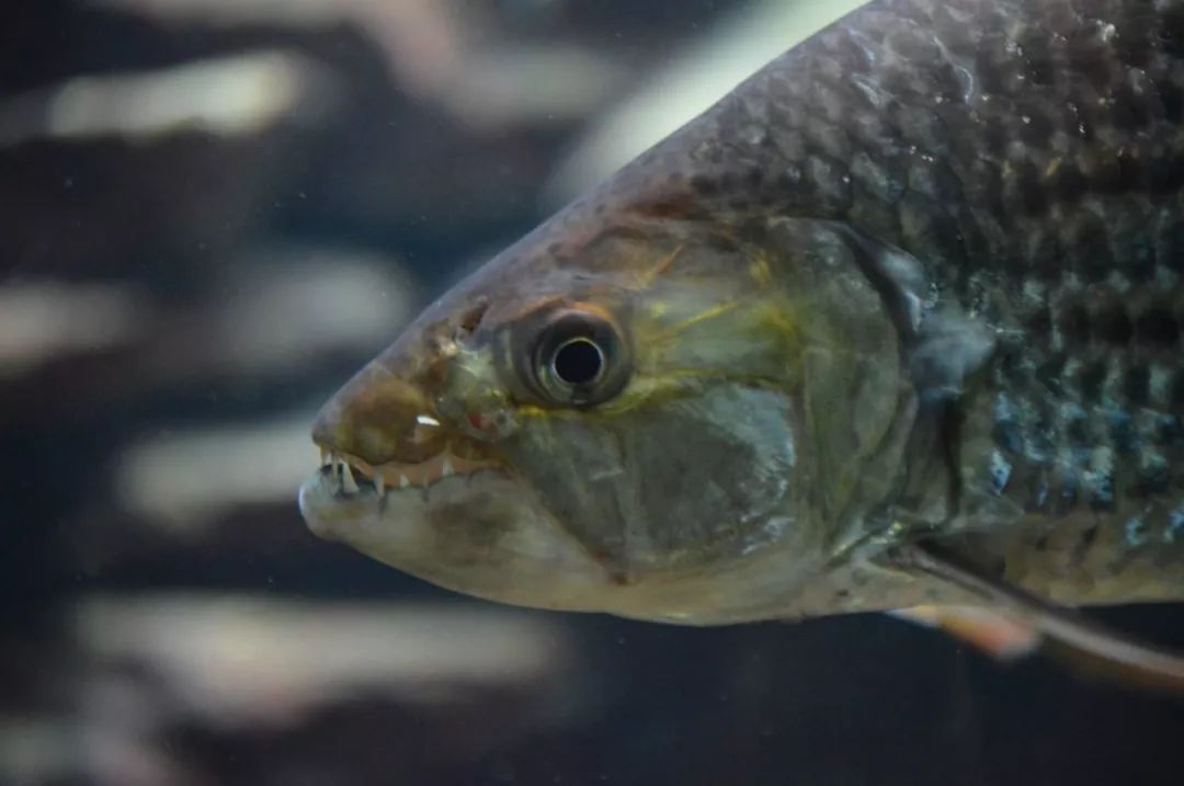 世界顶级淡水鱼大全,世界上顶级鱼类大全