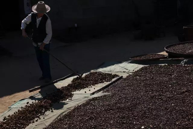 都说茶油好，但茶油的惊人作用，兴宁人知道吗？