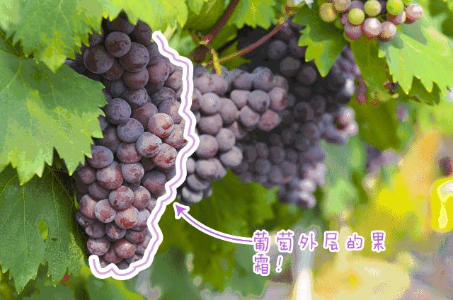 葡萄种类多吃哪种葡萄最好,怎样洗葡萄葡萄才会更好吃