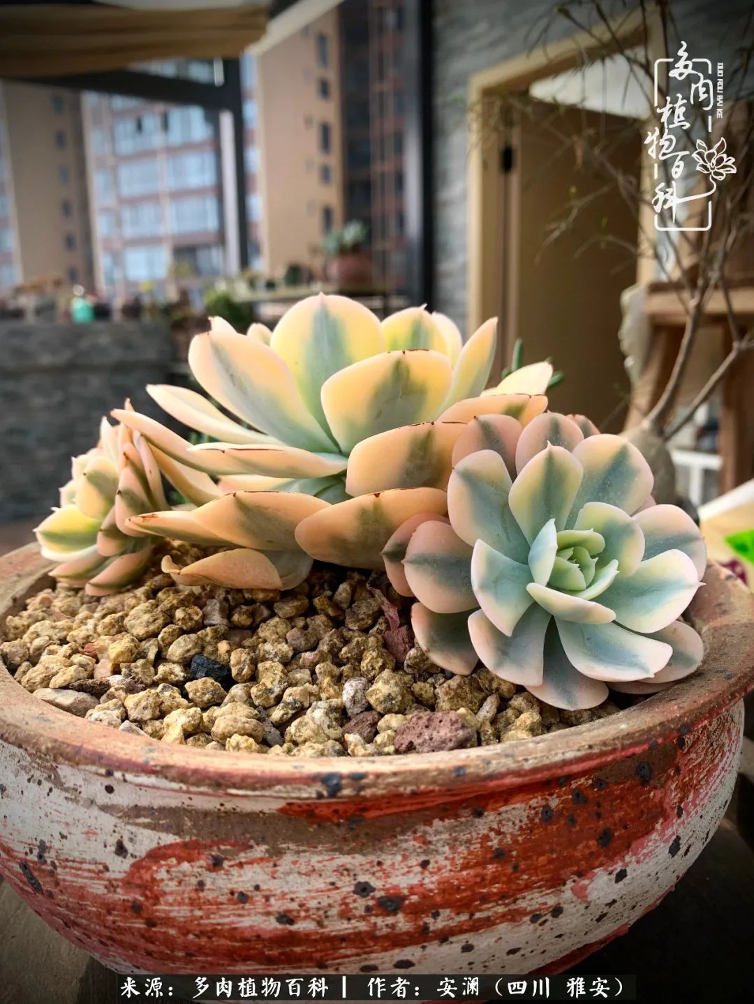 小仙女的阳台多肉,绝美多肉阳台