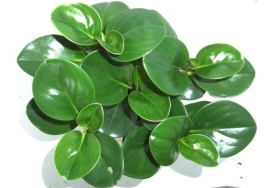 碧玉叶子发黄怎么办,碧玉叶子枯萎怎么处理