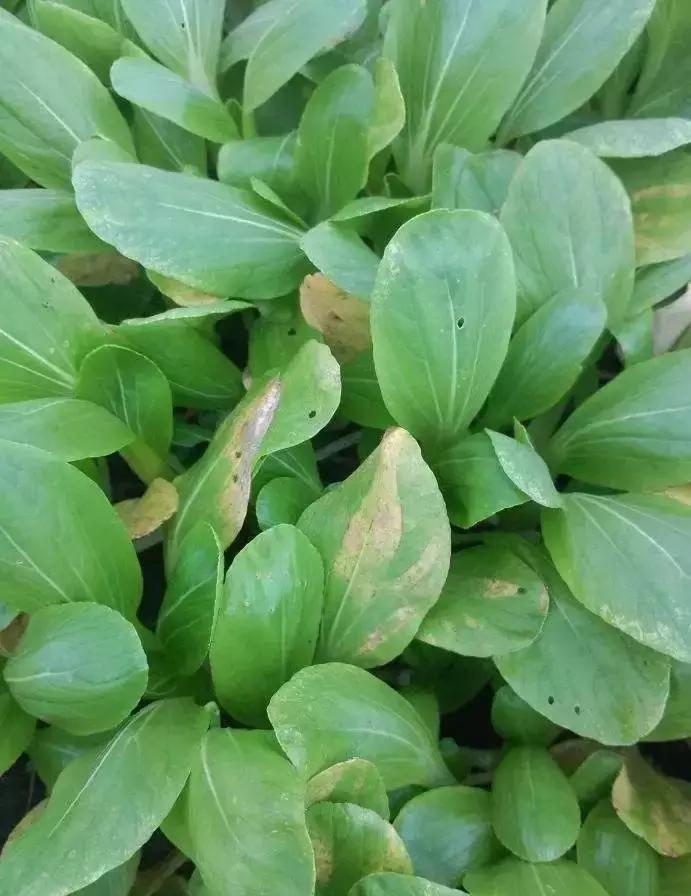 青霉病属于灰霉病还是软腐病,蔬菜霜霉灰霉病克星