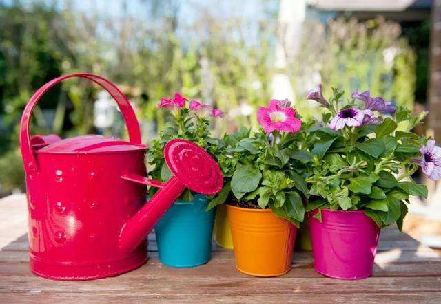 大米水浇花的正确方法,米水浇植物好吗